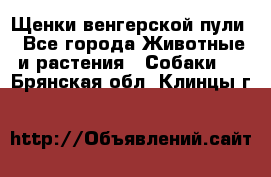 Щенки венгерской пули - Все города Животные и растения » Собаки   . Брянская обл.,Клинцы г.